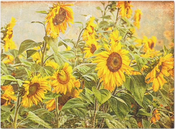 Декупажна хартия Sunflowers 43.20 х 58.40 см